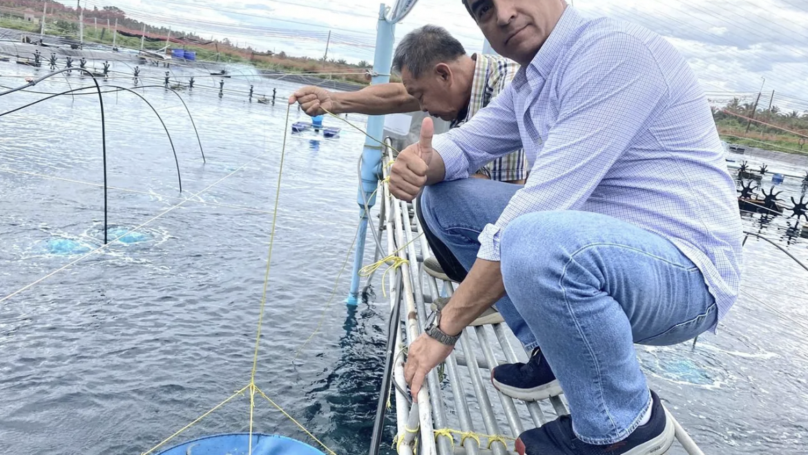 El extracto secreto de algas que pretende combatir enfermedades clave en el camarón